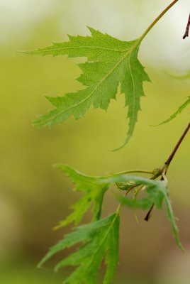 Betula pendula 'Dalecarlica - Pendula' - bříza bělokorá - list jaro